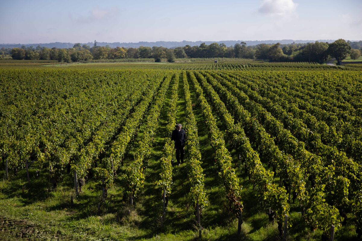 Meandering Through the Médoc